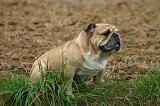 BULLDOG ANGLAIS 211